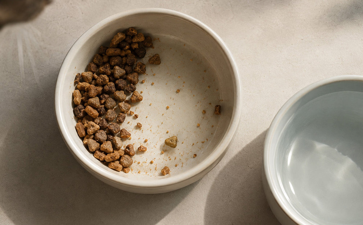 Beyond the Food Bowl: How Your Cat Eats and Drinks Matters