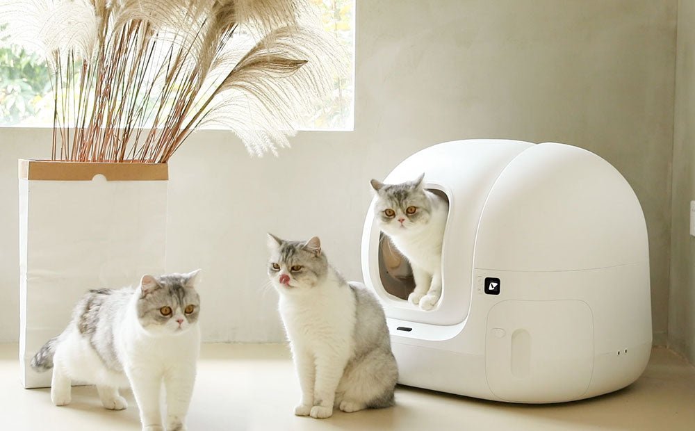 What Risks Are You Taking When Not Knowing Your Cat Urinary Frequency?
