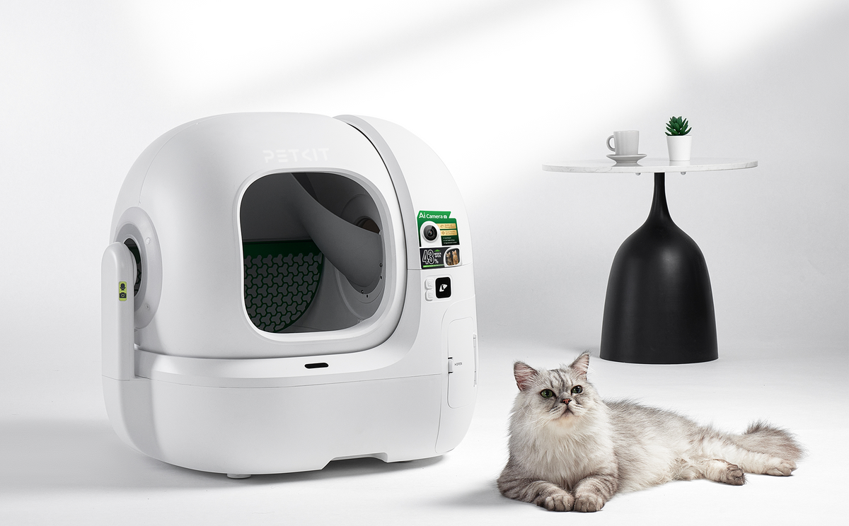 A cat not using the litter box, illustrating litter box avoidance in cats and the related topics of medical conditions, environmental changes, litter box cleanliness, stress, and multi-cat household behavior.