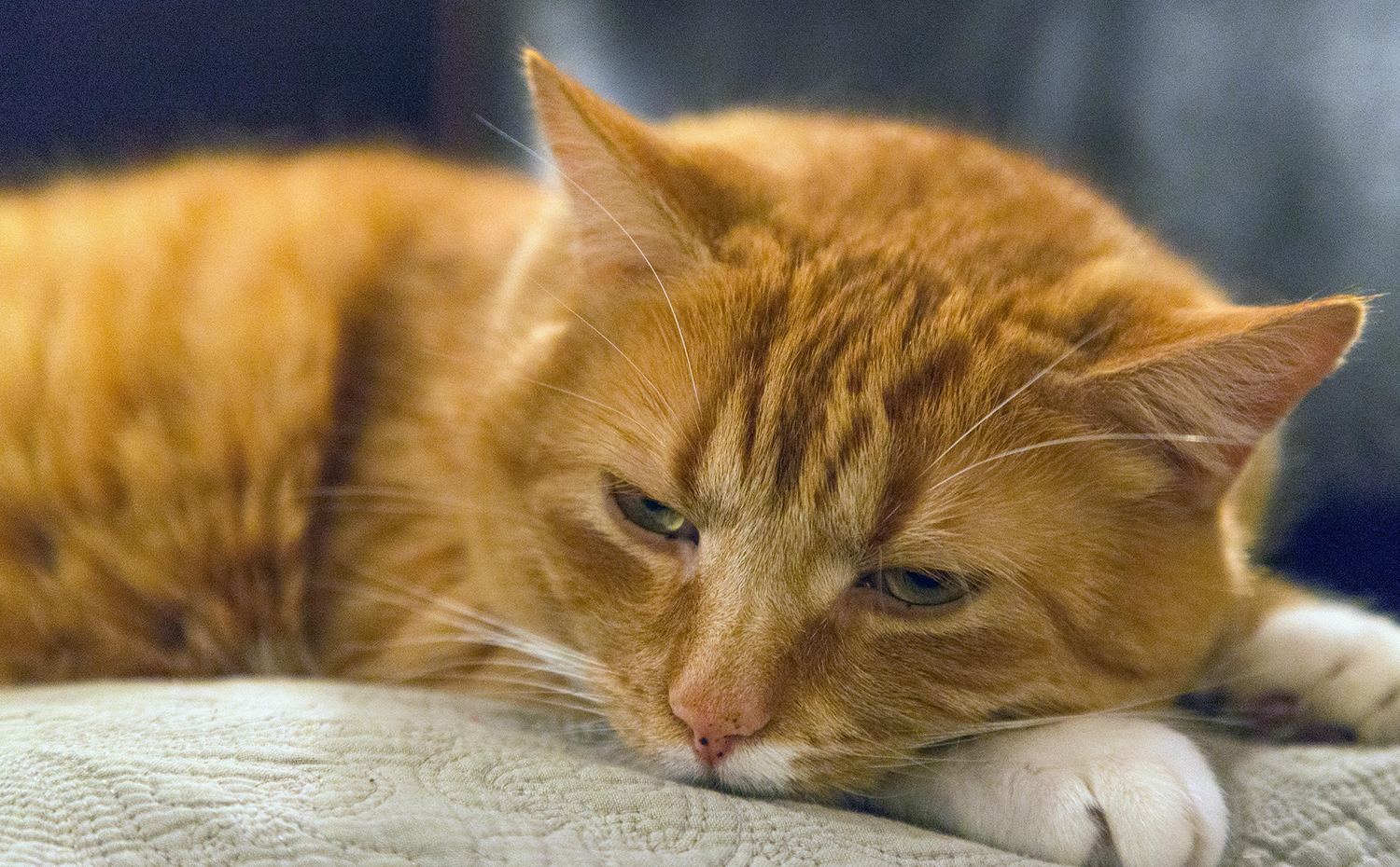Weak senior cat lying lethargically on a sofa, a common symptom of chronic kidney disease in felines.