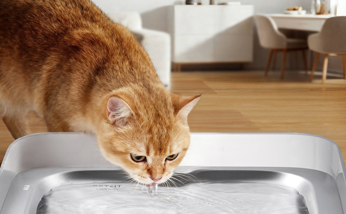 EverSweet Ultra cat water fountain with SpringFlow Technology providing gentle running water, encouraging cats to drink more comfortably and naturally