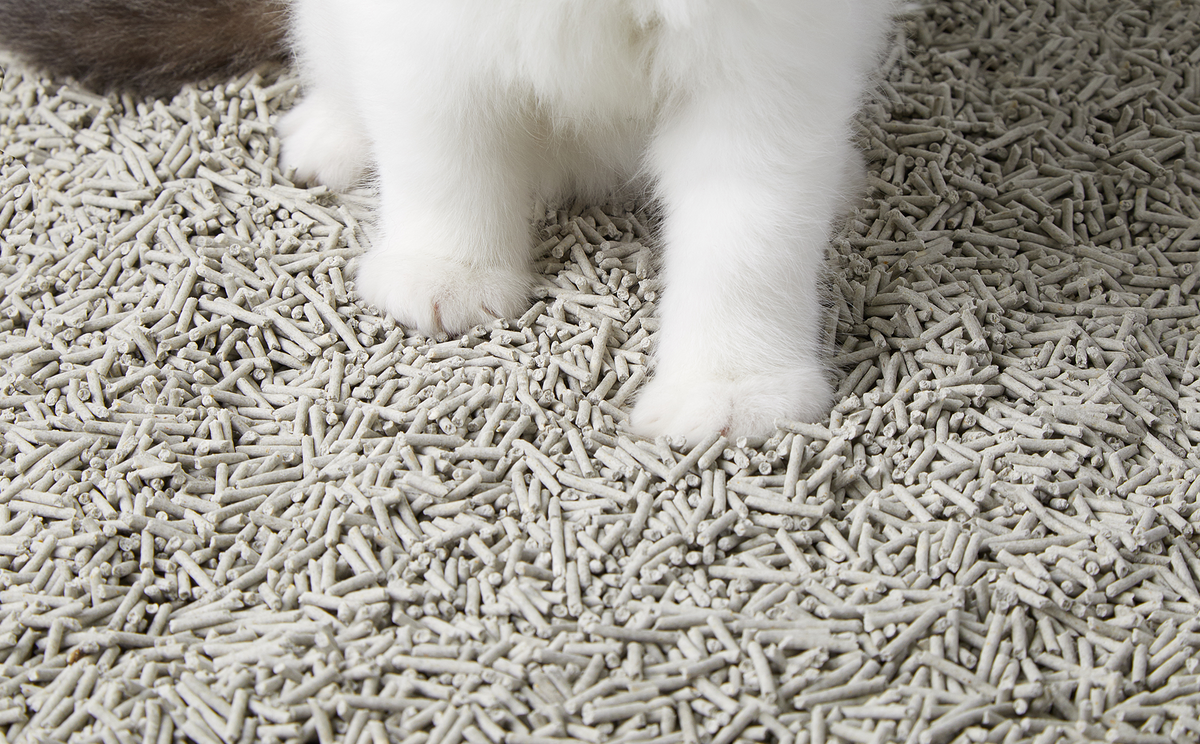 A constipated cat straining in the litter box without passing stool, illustrating common signs of cat constipation, including difficulty defecating, prolonged litter box visits, and changes in bowel movement habits.