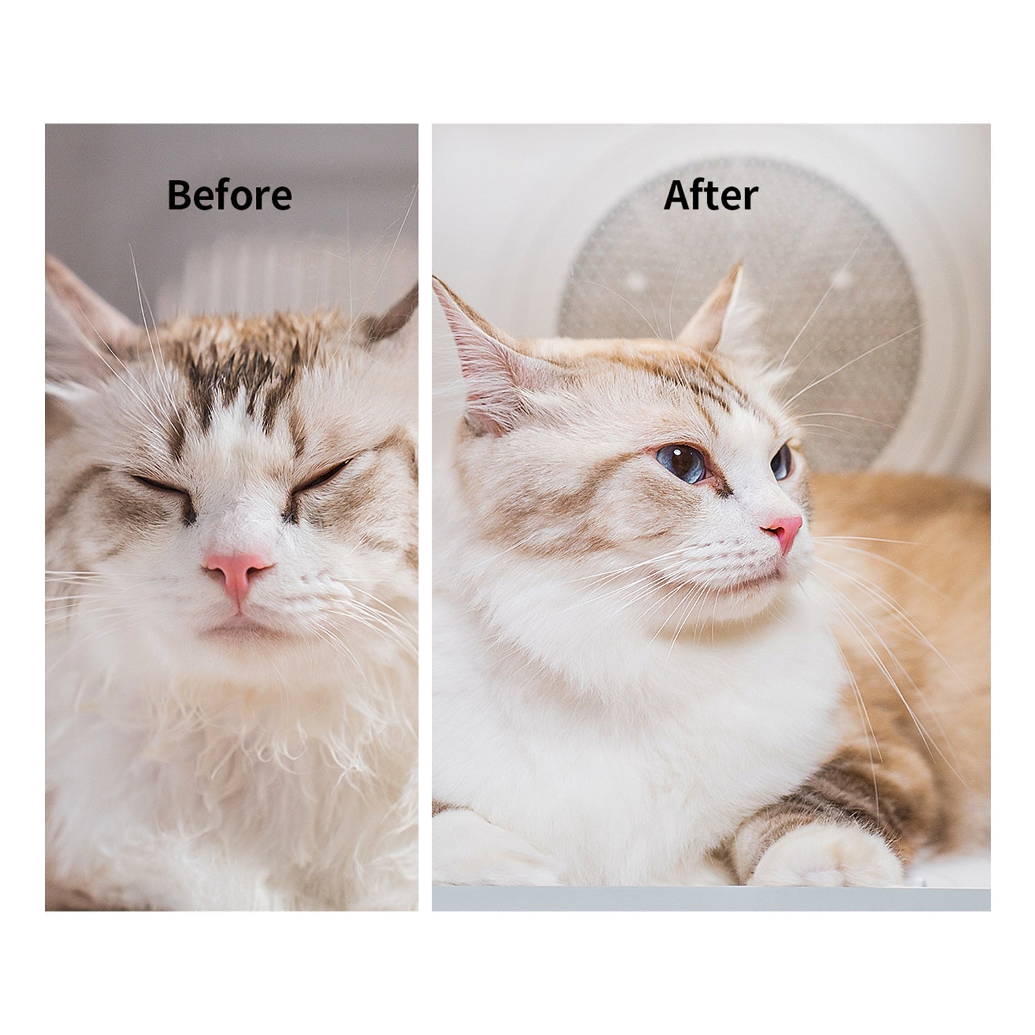 PETKIT AirSalon Max 60L Automatic Pet Hair Drying Box for Cat
